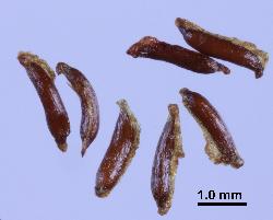 Hypericum kouytchense seeds with a narrow wing.
 © Landcare Research 2010 